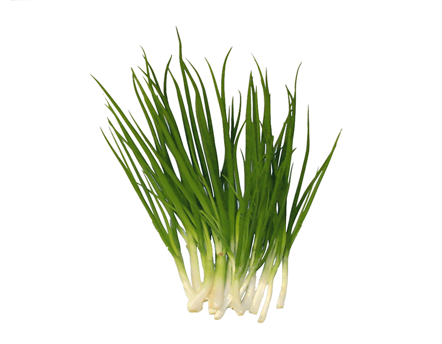 Spring Onion - Bunch