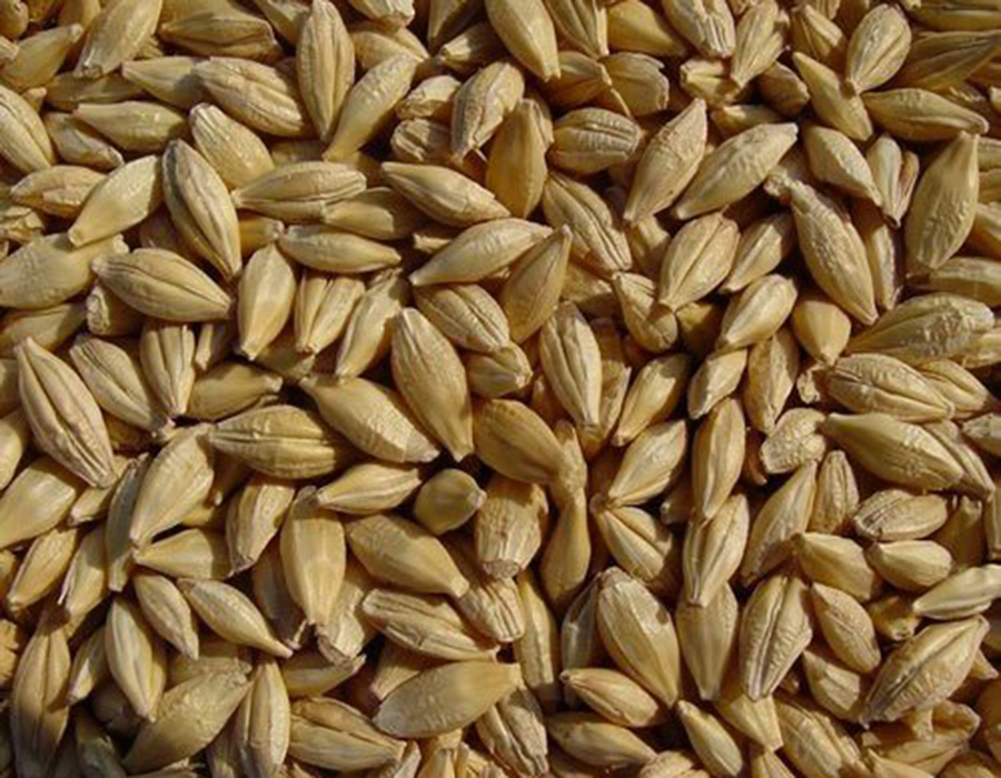 whole khapli wheat