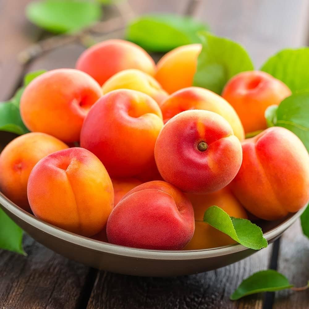 Apricot 750 g punnet